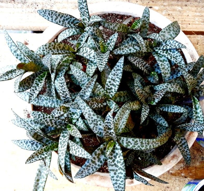 Rare Silver Squill Succulent Starter Plant/ Indoor Plant / House Plant