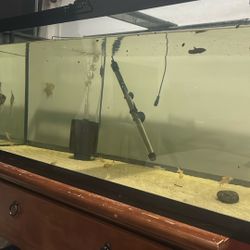 75 Gallon Tank 