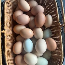 organic free-range chicken eggs $7 a dozen and $15 fertile for hatching