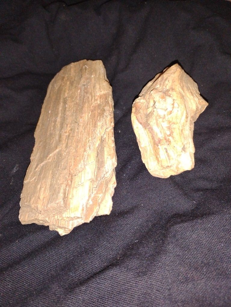 Petrified Wood