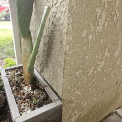 Cactus. In Wooden Box.pick Up 
