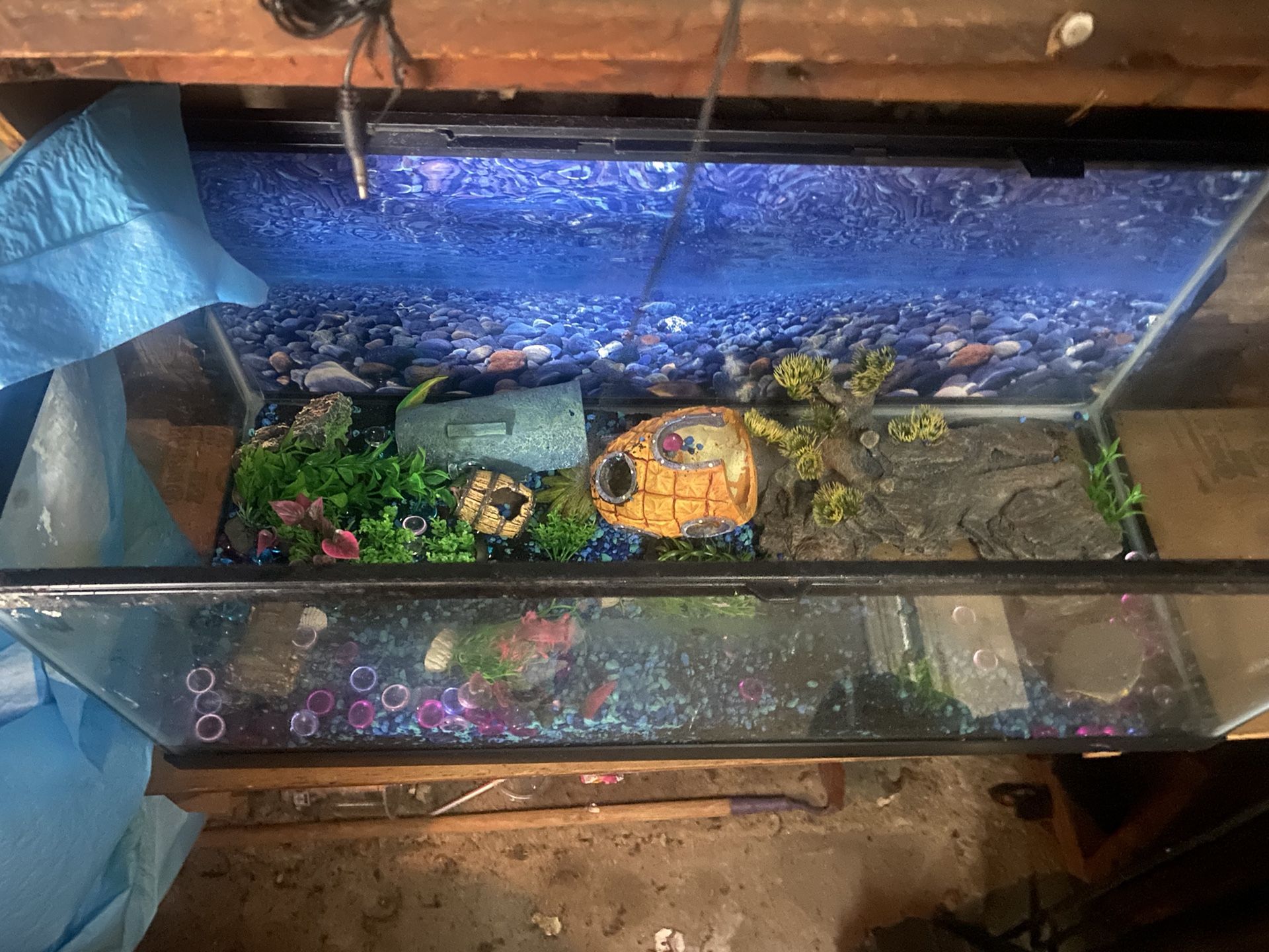 Fish Tank