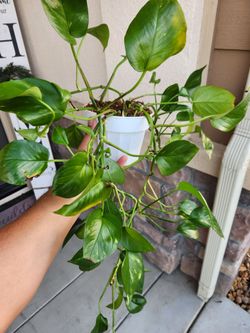 6 inch Pothos  Indoor plant