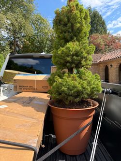 Premium Sculpted Evergreen Trees - Set of 2