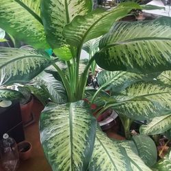 Dumbcane /Diffenbachia  House Plant 