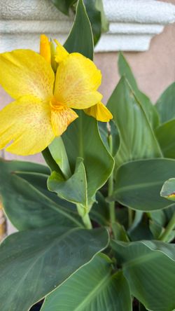 Red & Yellow Canna Lily