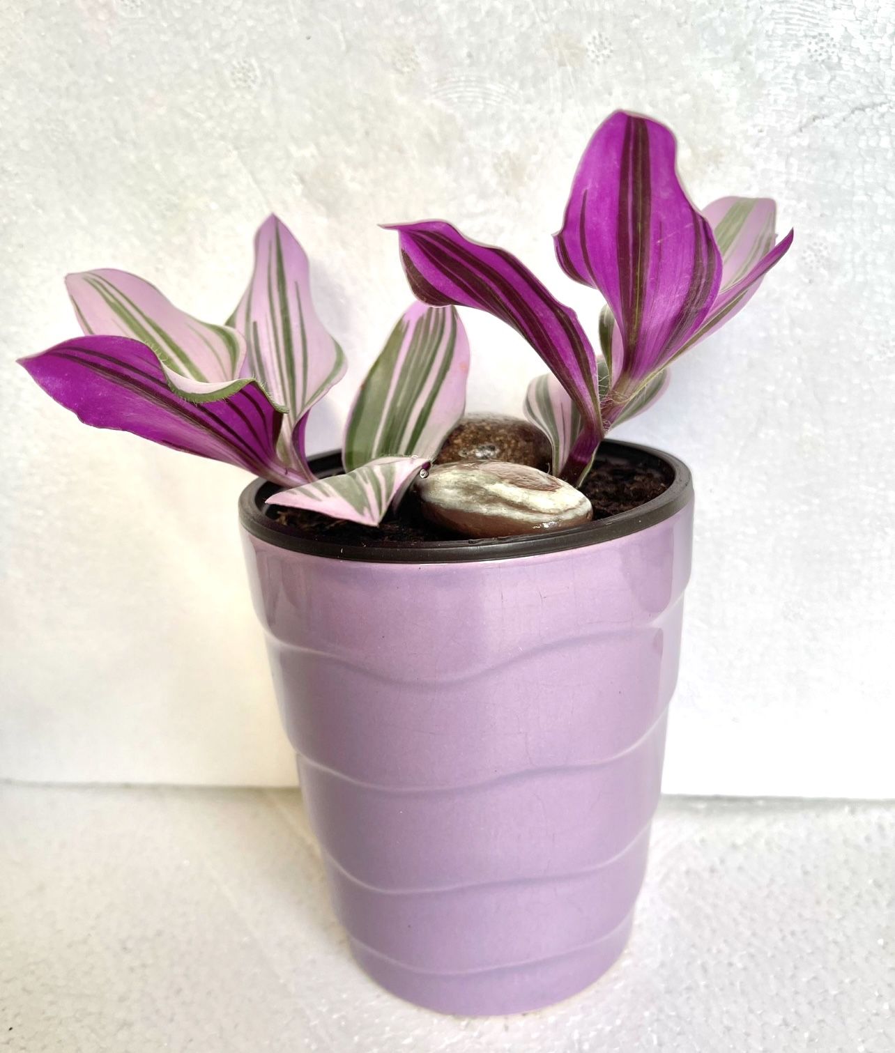 Tradescantia Nanouk Low-maintenance House Plant In 4.5"H Ceramic Pot.