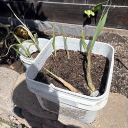 Live Sugar Cane Starts Plant 