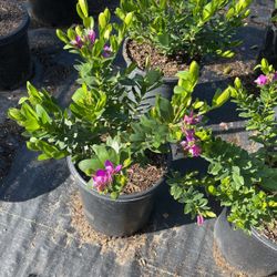 Flowering Shrubs 