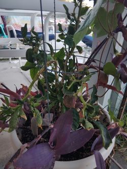 Medium size bell pepper plant