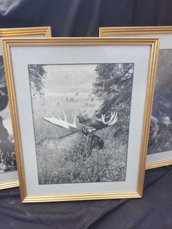 Framed Black and Wildlife Photography Print