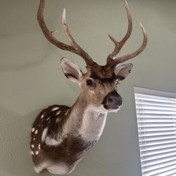 Beautiful Trophy Axis Taxidermy Shoulder Mount Buck Deer Head Antler Horn 