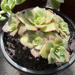 Succulents Plants 4”pot