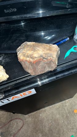 Petrified Fossil Wood