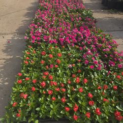 Plantas de teresitas for sale