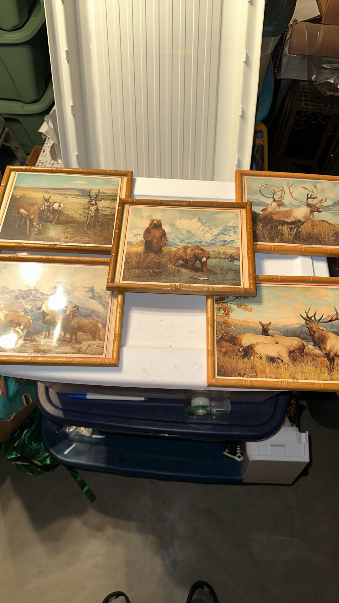 Five Vintage Framed Nature Prints