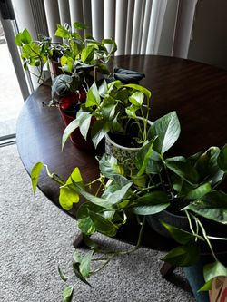 Pothos Houseplants in Assorted Pots *$8 each or $30 for all**