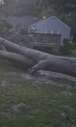Free Oak firewood