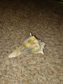 Shell