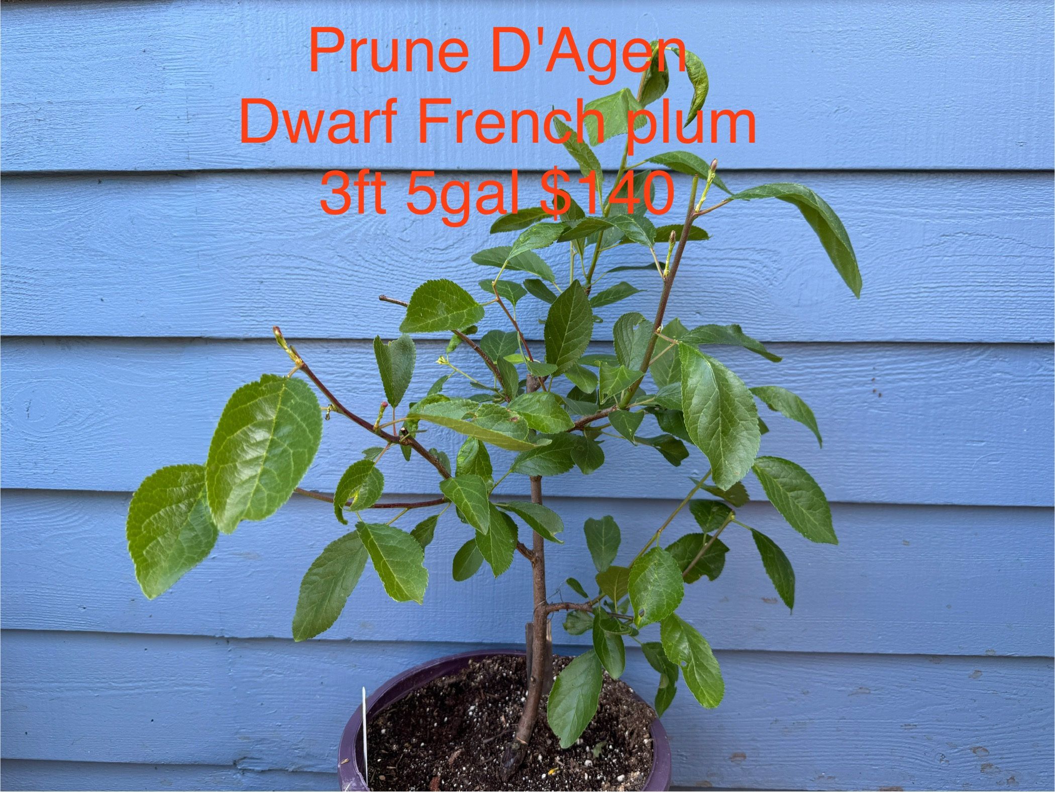 prune d'agen french plum tree