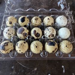 Quail Eggs