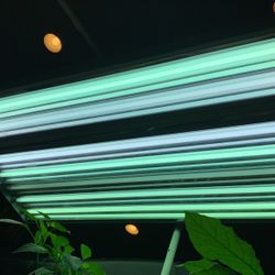 Hydrofarm Agrobrite FLT48 T5 Fluorescent, 4 Foot, 8 Tube Grow Light System, 4-Feet, White