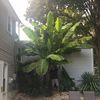 Northeast Hardy Tropicals