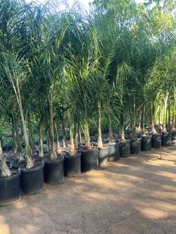 15 Gallon Size- Queen Palm Trees- Approximately 6- 8 Feet Tall-