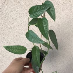 Beautiful Cebu Blue Pothos Plant