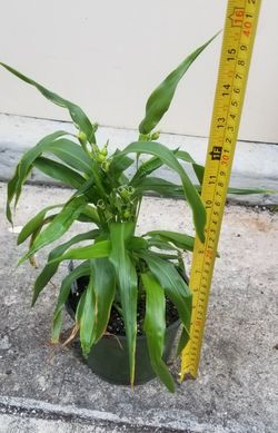 Sorghum Plant,  Live 