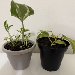 Live Pothos Starter Plants