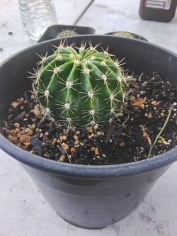 Rooted Echinopsis Pups
