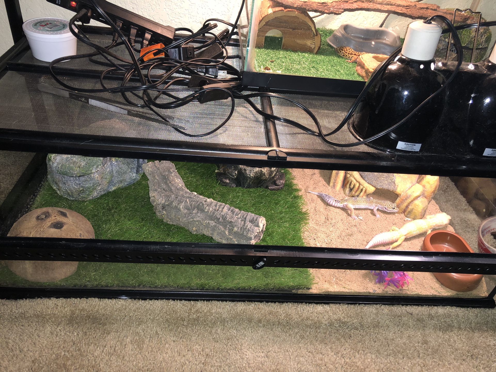 Reptile Enclosure