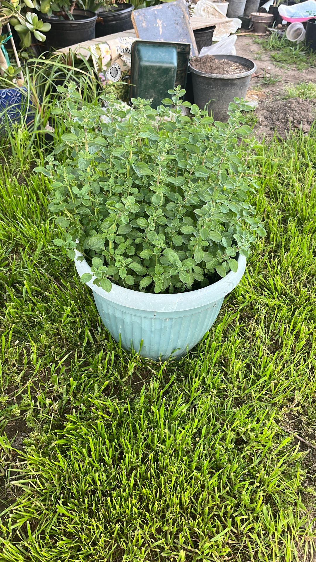 Oregano Big Pot Plant