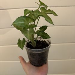 Syngonium 3 Kings
