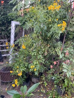 Yellow elder tree