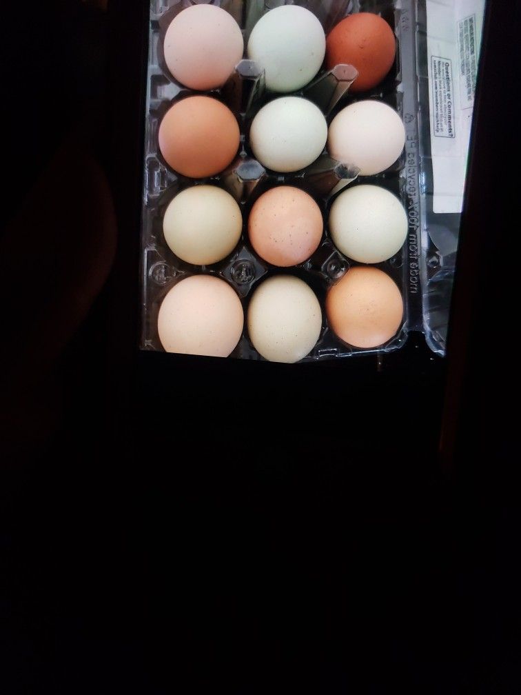 Chicken Eggs 