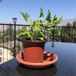 Citronella (mosquito) Plant