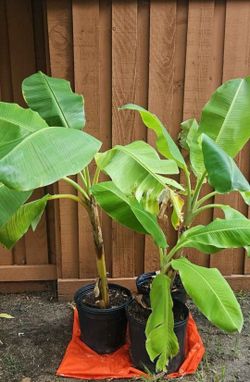 Banana Tree