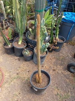 Golden torch cactus plant