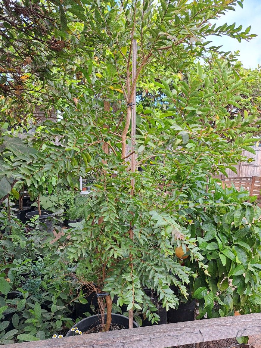 arbol