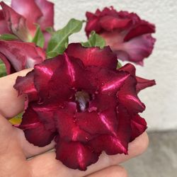 Ademnium Desert Rose Bonsái Plant, Os Flowering Doubles Flowers Grower Pot (1 Gallon Pick Up In City Of Whittier 