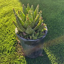 Plants