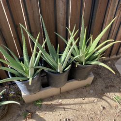 Aloe Vera 5 Gallon Pots 