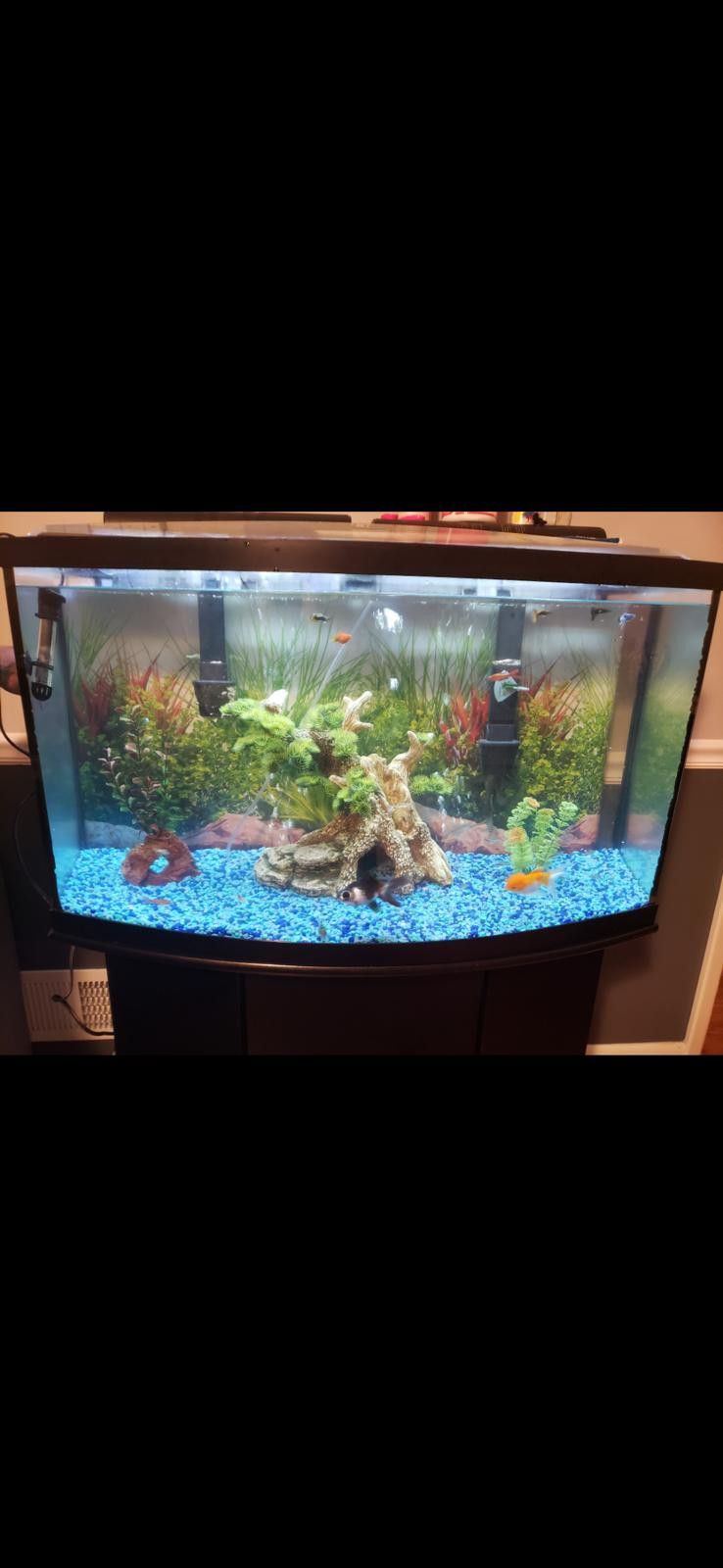 75 Gallon Fish Tank
