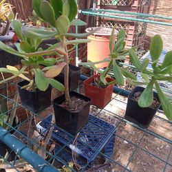 Jade Plants 