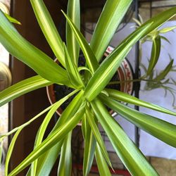 Hawaiian spider one year mature plant