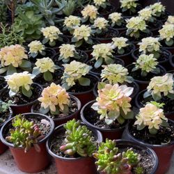 Succulents Plants 4”pot