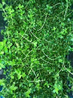 “Bacopa Caroliniana” 20+ Stems Aquarium Plant