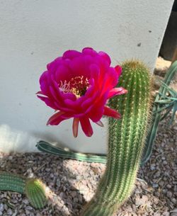 Torch Cactus Clipping - Majenta